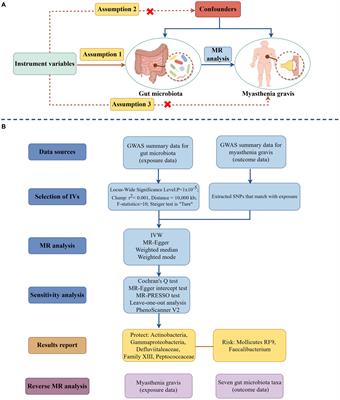 Causal relationship between gut microbiota and myasthenia gravis: a two-sample Mendelian randomization study